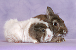 tierfreundschaft tierfreundschaft