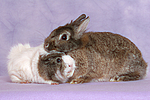 tierfreundschaft tierfreundschaft