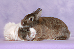 tierfreundschaft tierfreundschaft