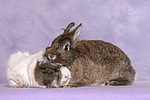 tierfreundschaft tierfreundschaft