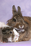tierfreundschaft tierfreundschaft