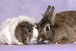 tierfreundschaft tierfreundschaft