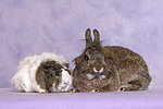 tierfreundschaft tierfreundschaft