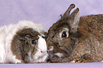 tierfreundschaft tierfreundschaft