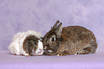 tierfreundschaft tierfreundschaft