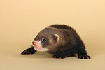kleintierfotos frettchen