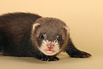 kleintierfotos frettchen
