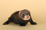 kleintierfotos frettchen