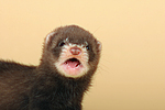 kleintierfotos frettchen