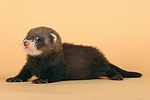 kleintierfotos frettchen
