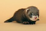 kleintierfotos frettchen
