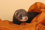 kleintierfotos frettchen