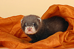 kleintierfotos frettchen
