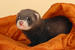kleintierfotos frettchen