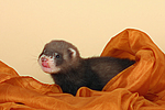 kleintierfotos frettchen