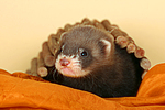 kleintierfotos frettchen