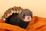 kleintierfotos frettchen
