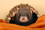 kleintierfotos frettchen