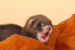 kleintierfotos frettchen