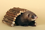 kleintierfotos frettchen
