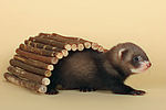 kleintierfotos frettchen