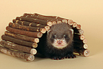 kleintierfotos frettchen