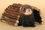 kleintierfotos frettchen