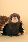 kleintierfotos frettchen