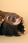 kleintierfotos frettchen