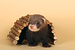 kleintierfotos frettchen