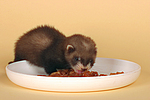 kleintierfotos frettchen