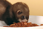 kleintierfotos frettchen