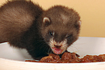 kleintierfotos frettchen