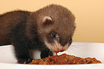 kleintierfotos frettchen