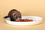 kleintierfotos frettchen
