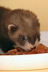 kleintierfotos frettchen