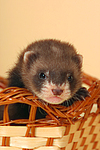 kleintierfotos frettchen