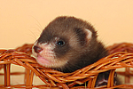 kleintierfotos frettchen