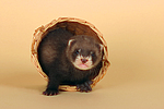 kleintierfotos frettchen