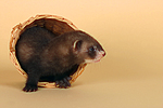 kleintierfotos frettchen