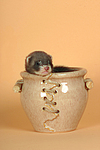kleintierfotos frettchen