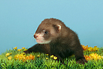 kleintierfotos frettchen
