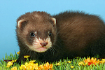 kleintierfotos frettchen