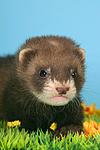kleintierfotos frettchen