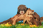 kleintierfotos frettchen