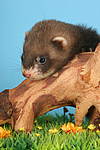 kleintierfotos frettchen