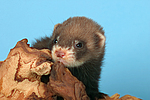 kleintierfotos frettchen