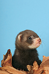 kleintierfotos frettchen