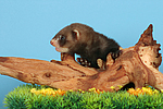 kleintierfotos frettchen