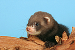 kleintierfotos frettchen